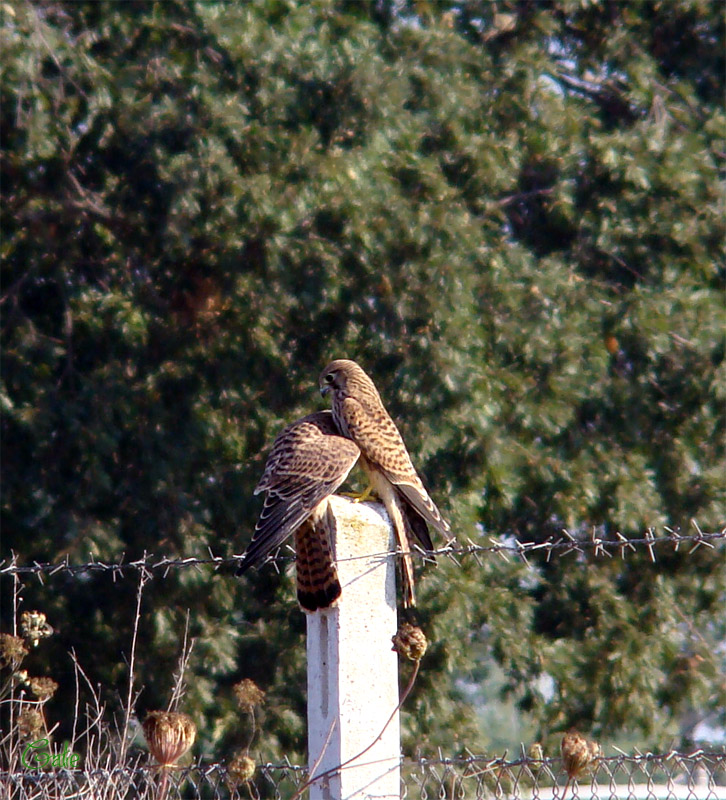 Gheppio, un gioco o la competizione?